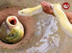 ببینید| روش عجیب صید ماهی با استفاده از مار به روش ماهیگیر هندی