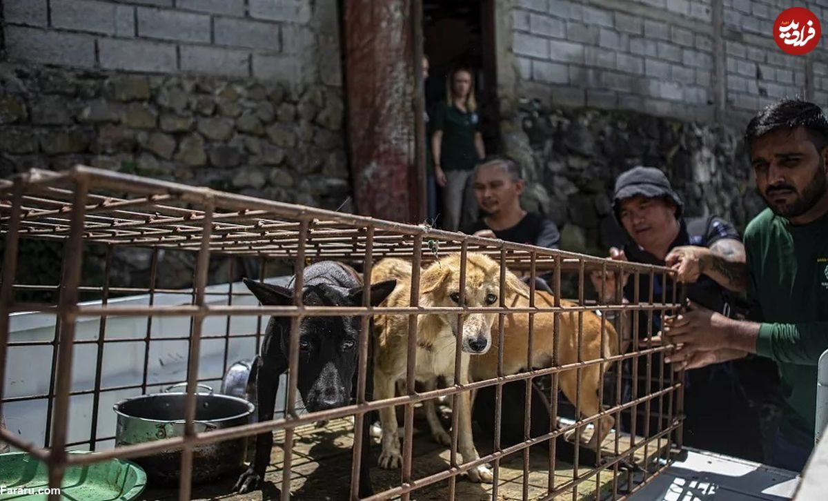 (ویدئو) پایان فروش گوشت سگ در یک بازار بدنام حیوانات