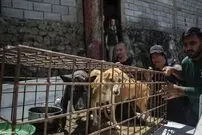 (ویدئو) پایان فروش گوشت سگ در یک بازار بدنام حیوانات