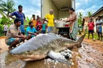 ببینید| فرآیند صید کوسه گاوی 250 کیلوگرمی و برش زدن آن در سریلانکا