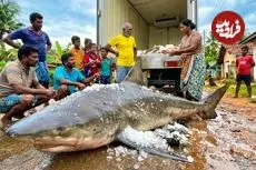 ببینید| فرآیند صید کوسه گاوی 250 کیلوگرمی و برش زدن آن در سریلانکا