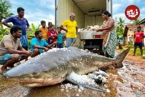 ببینید| فرآیند صید کوسه گاوی 250 کیلوگرمی و برش زدن آن در سریلانکا