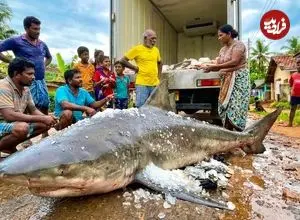ببینید| فرآیند صید کوسه گاوی 250 کیلوگرمی و برش زدن آن در سریلانکا