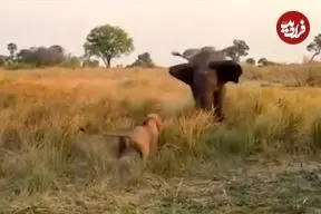 ببینید| حمله شجاعانه «شیر نر» به «فیل» برای محافظت از شیر ماده
