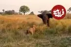 ببینید| حمله شجاعانه «شیر نر» به «فیل» برای محافظت از شیر ماده