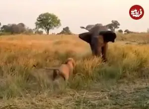 ببینید| حمله شجاعانه «شیر نر» به «فیل» برای محافظت از شیر ماده
