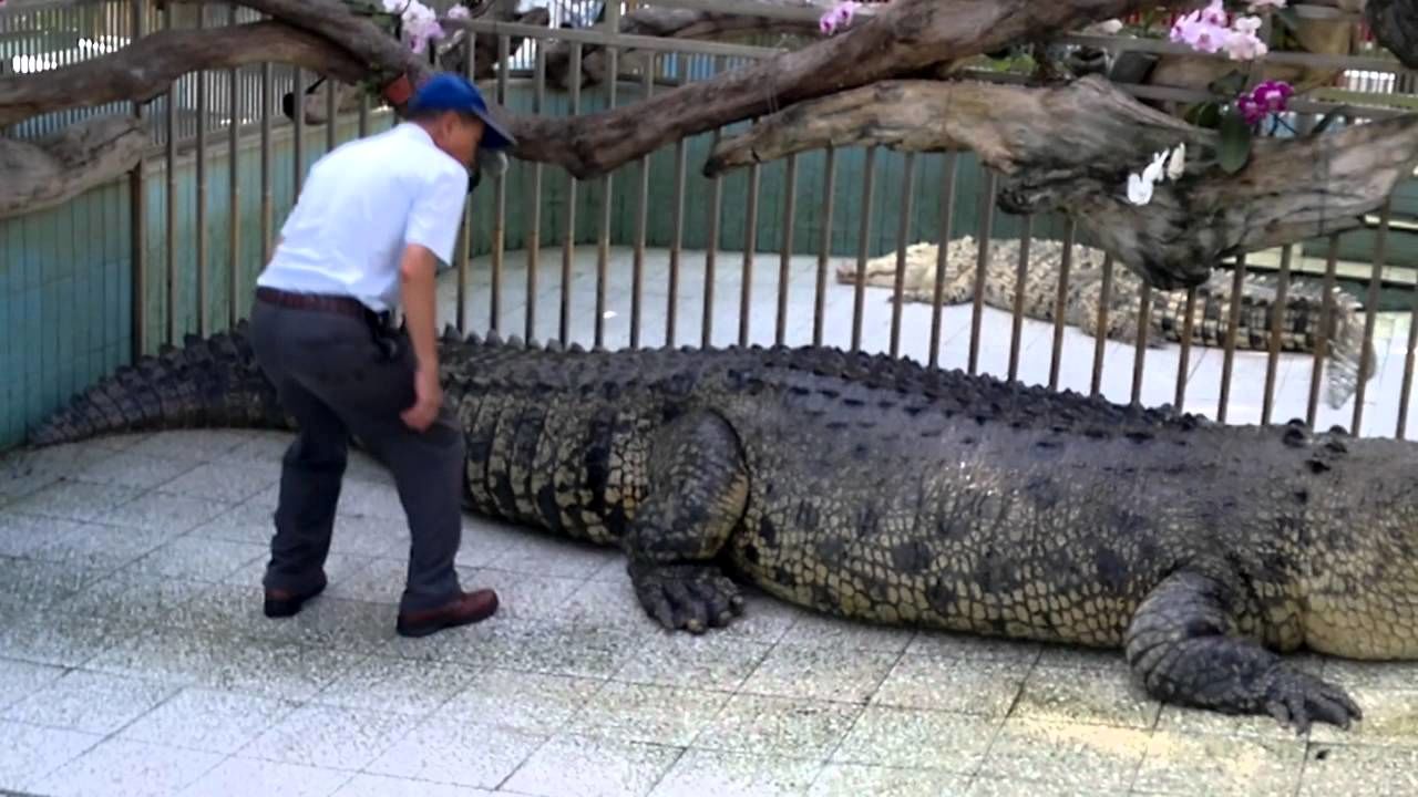 (ویدئو) خطرناک ترین کار جهان؛ آب دادن به تمساح 6.5 متری 1.1 تنی در فاصله یک وجبی