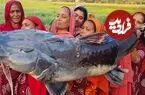 ببینید| غذای روستایی در بنگلادش؛ برش و پخت غذا با گربه ماهی غول پیکر توسط 15 بانوی آشپز