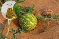 روغن حنظل چیست و چه کاربرد‌هایی دارد؟