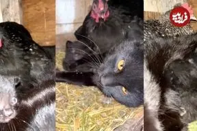 ببینید| وقتی مرغ‌ها پرستار بچه‌گربه‌ها شدند!