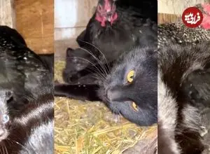 ببینید| وقتی مرغ‌ها پرستار بچه‌گربه‌ها شدند!