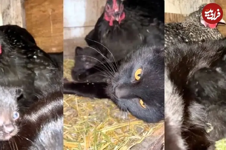 ببینید| وقتی مرغ‌ها پرستار بچه‌گربه‌ها شدند!