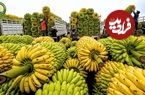 ببینید؛ فرآیند تماشایی کاشت، برداشت و فرآوری هزاران تن موز در اکوادور