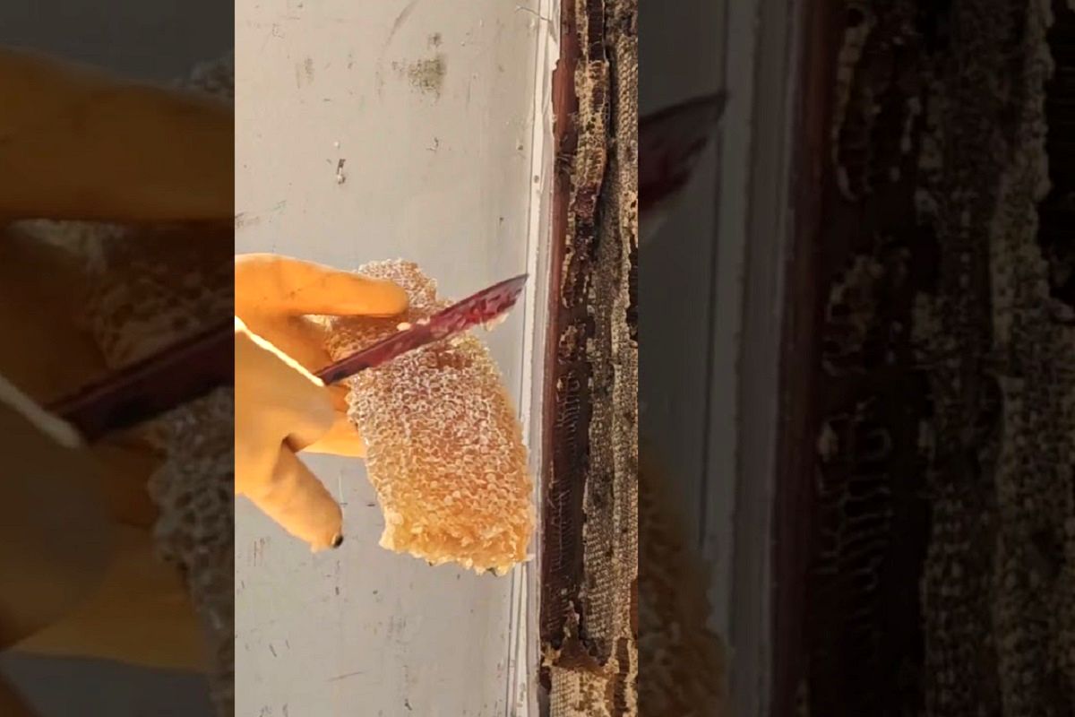 (ویدئو) برداشت حیرت انگیز 22 کیلوگرم عسل از لای دیوار یک گاراژ