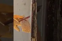 (ویدئو) برداشت حیرت انگیز 22 کیلوگرم عسل از لای دیوار یک گاراژ