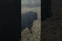 (ویدئو) بزرگترین گاو نر قاره آمریکا با وزن 1720 کیلوگرم انتخاب شد