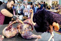 ببینید؛ غذای خیابانی در ازبکستان؛ پخت سمرقندپلو با گوشت شترمرغ در تاشکند