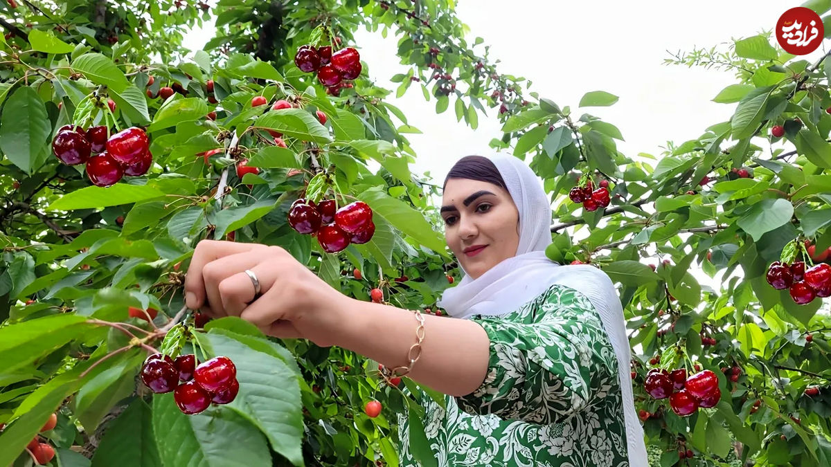 (ویدئو) فرآیند پخت پلو کوفته قلقلی با گیلاس به روش یک بانوی روستایی