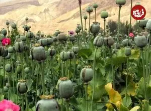 عکس| سفر زمان؛ نمایی از یک مزرعه خشخاش و کارگران اش در اصفهان؛ سال 1290