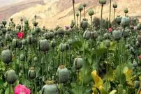 عکس| سفر زمان؛ نمایی از یک مزرعه خشخاش و کارگران اش در اصفهان؛ سال 1290