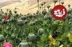 عکس| سفر زمان؛ نمایی از یک مزرعه خشخاش و کارگران اش در اصفهان؛ سال 1290
