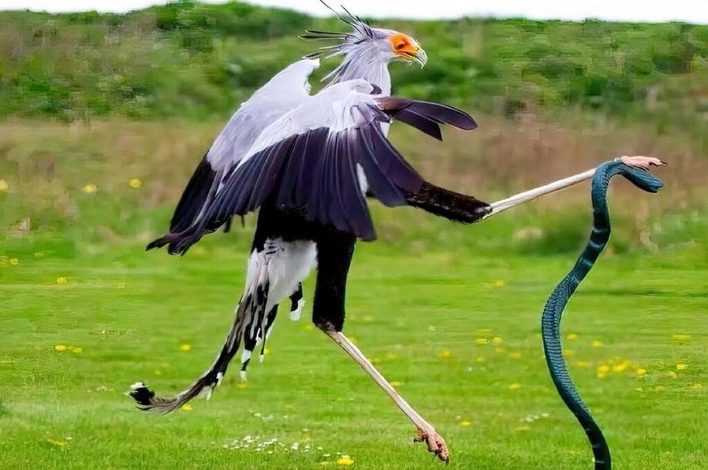 (ویدئو) این پرنده کونگ فو کار با لگد زدن مار شکار می‌کند!
