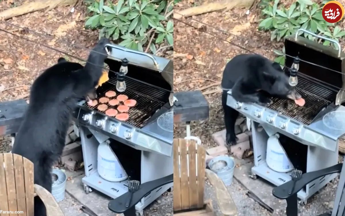 (ویدئو) یک خرس به باربیکیو دستبرد زد و ۱۰ همبرگر خورد