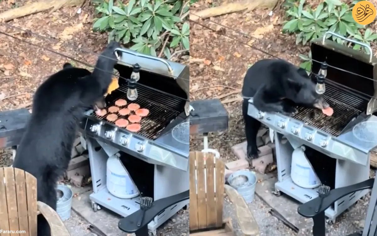 (ویدئو) یک خرس به باربیکیو دستبرد زد و ۱۰ همبرگر خورد
