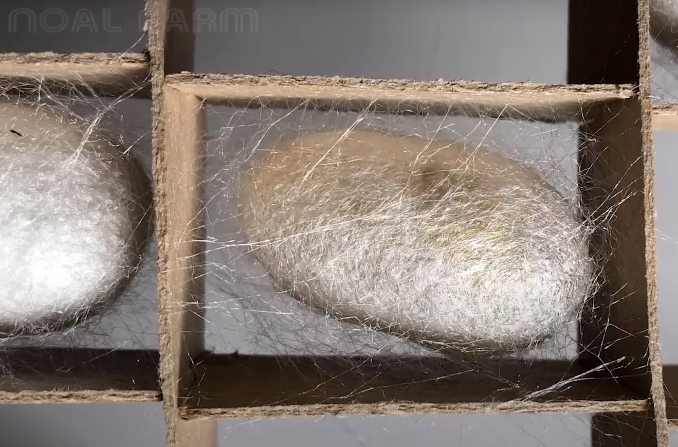 (ویدئو) مراحل پرورش میلیون ها کرم ابریشم در ژاپن؛ فرآوری ابریشم در کارخانه