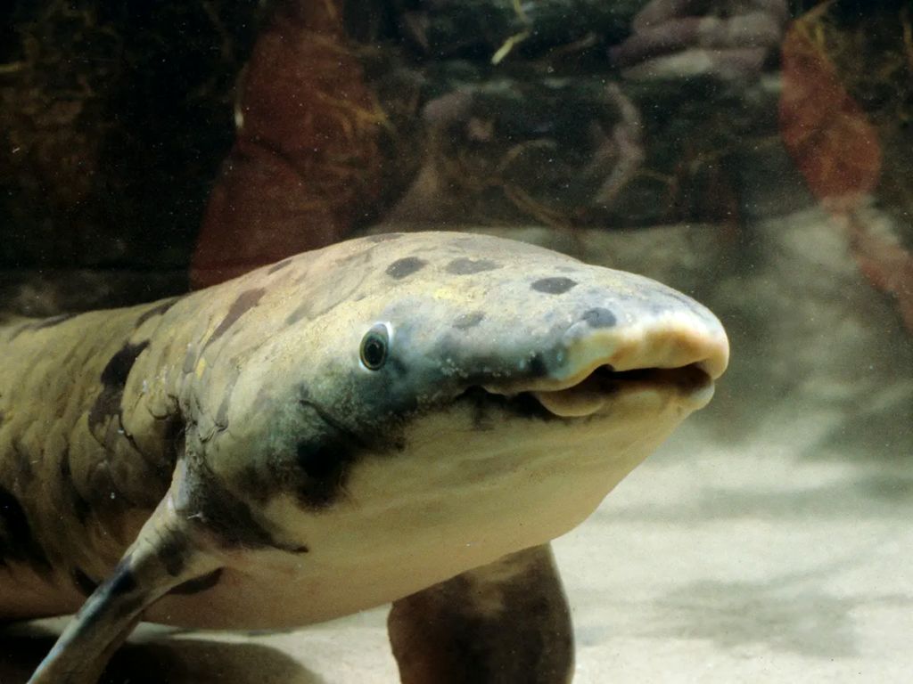 ( عکس) پیرترین ماهی جهان که عمرش بیشتر از جنگ جهانی دوم است!