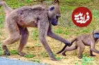 ببینید| روش عجیب بابون مادر برای کنترل بچه بازیگوش
