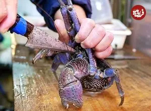 ببینید| غذای خیابانی در ژاپن؛ پخت غذا با خرچنگ نارگیل و سبزیجات در اوکیناوا