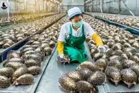 (ویدئو) فرآیند پرورش جوجه تیغی برای گوشت در یک مزرعه 4 میلیون دلاری چینی