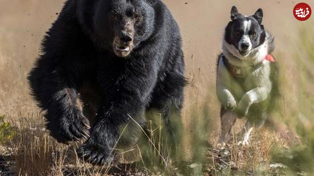 (ویدئو) سگ‌ های ژاپنی قرار است از خرس‌ها در برابر انسان‌ها محافظت کنند!