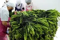 ببینید| غذای خیابانی در کره؛ پخت کیمچی سنتی و پرطرفدار در بوسان