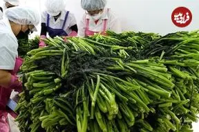 ببینید| غذای خیابانی در کره؛ پخت کیمچی سنتی و پرطرفدار در بوسان