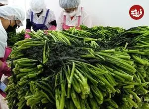 ببینید| غذای خیابانی در کره؛ پخت کیمچی سنتی و پرطرفدار در بوسان