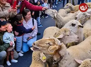 ببینید| تسخیر مادرید با ۱۴۰۰ گوسفند و بز