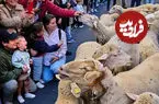 ببینید| تسخیر مادرید با ۱۴۰۰ گوسفند و بز
