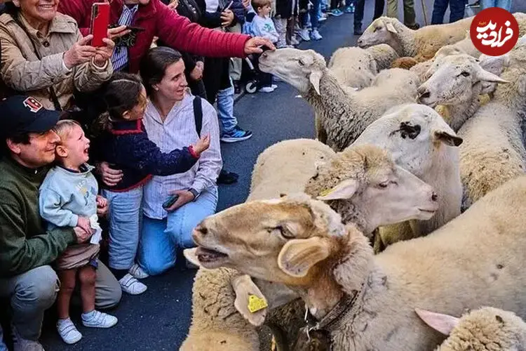 ببینید| تسخیر مادرید با ۱۴۰۰ گوسفند و بز