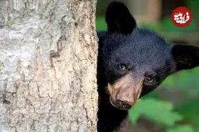 ببینید| فرار خرس سیاه از دست گرگ‌ها به بالای درخت