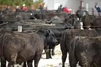 (ویدئو) فرآیند پرورش گاو، پردازش و بسته بندی گوشت گاو در روسیه و چین را ببینید