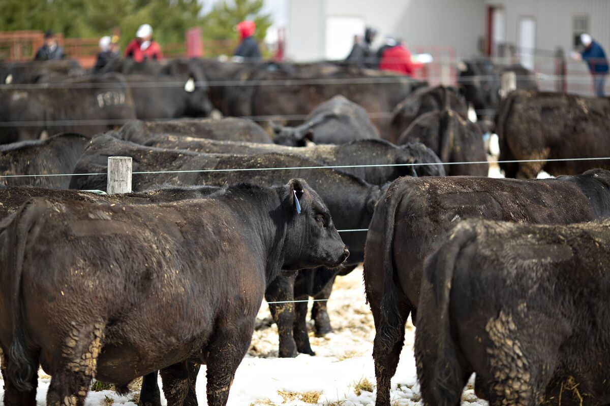 (ویدئو) فرآیند پرورش گاو، پردازش و بسته بندی گوشت گاو در روسیه و چین را ببینید