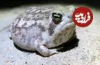 عکس| قورباغه‌ای که با صدای عجیبش مشهور شد
