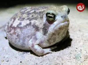 عکس| قورباغه‌ای که با صدای عجیبش مشهور شد