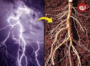 تصاویر؛ الگوهای باورنکردنی در طبیعت؛ از سحابی هلیکس تا چشم انسان!