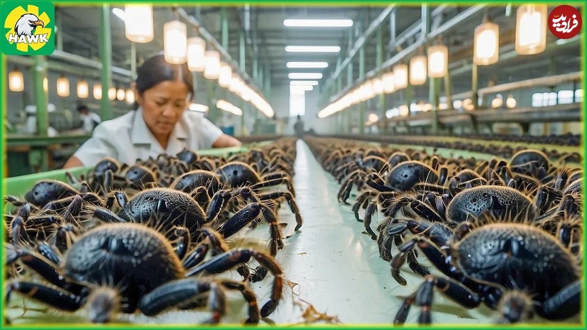 (ویدئو) فرآیند پرورش و فرآوری میلیون ها عنکبوت، جیرجیرک و مار پیتون در تایلند 