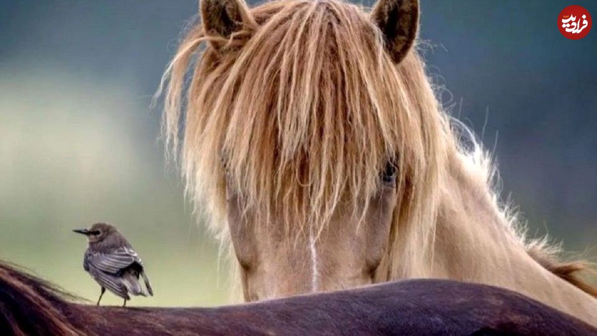 تصاویر؛ زیبایی در میان ویرانی؛ نگاهی از لنز عکاسان به طبیعت در دل بحرانها