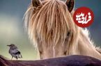 تصاویر؛ زیبایی در میان ویرانی؛ نگاهی از لنز عکاسان به طبیعت در دل بحران‌ها
