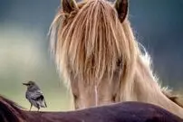 تصاویر؛ زیبایی در میان ویرانی؛ نگاهی از لنز عکاسان به طبیعت در دل بحران‌ها